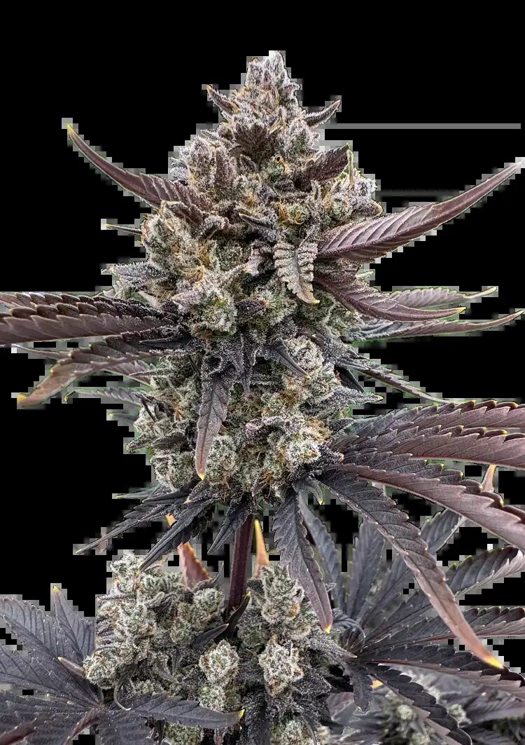 Featured Plant Image