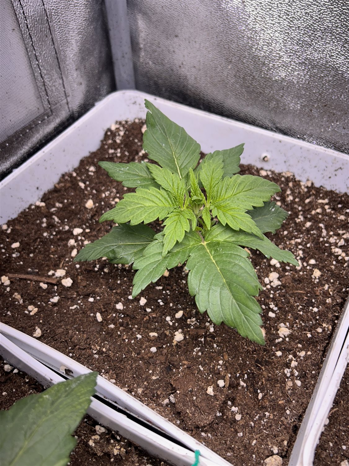 Featured Plant Image