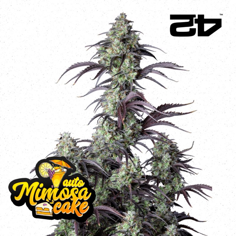 Featured Plant Image