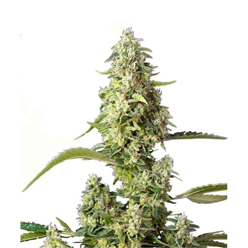 Featured Plant Image