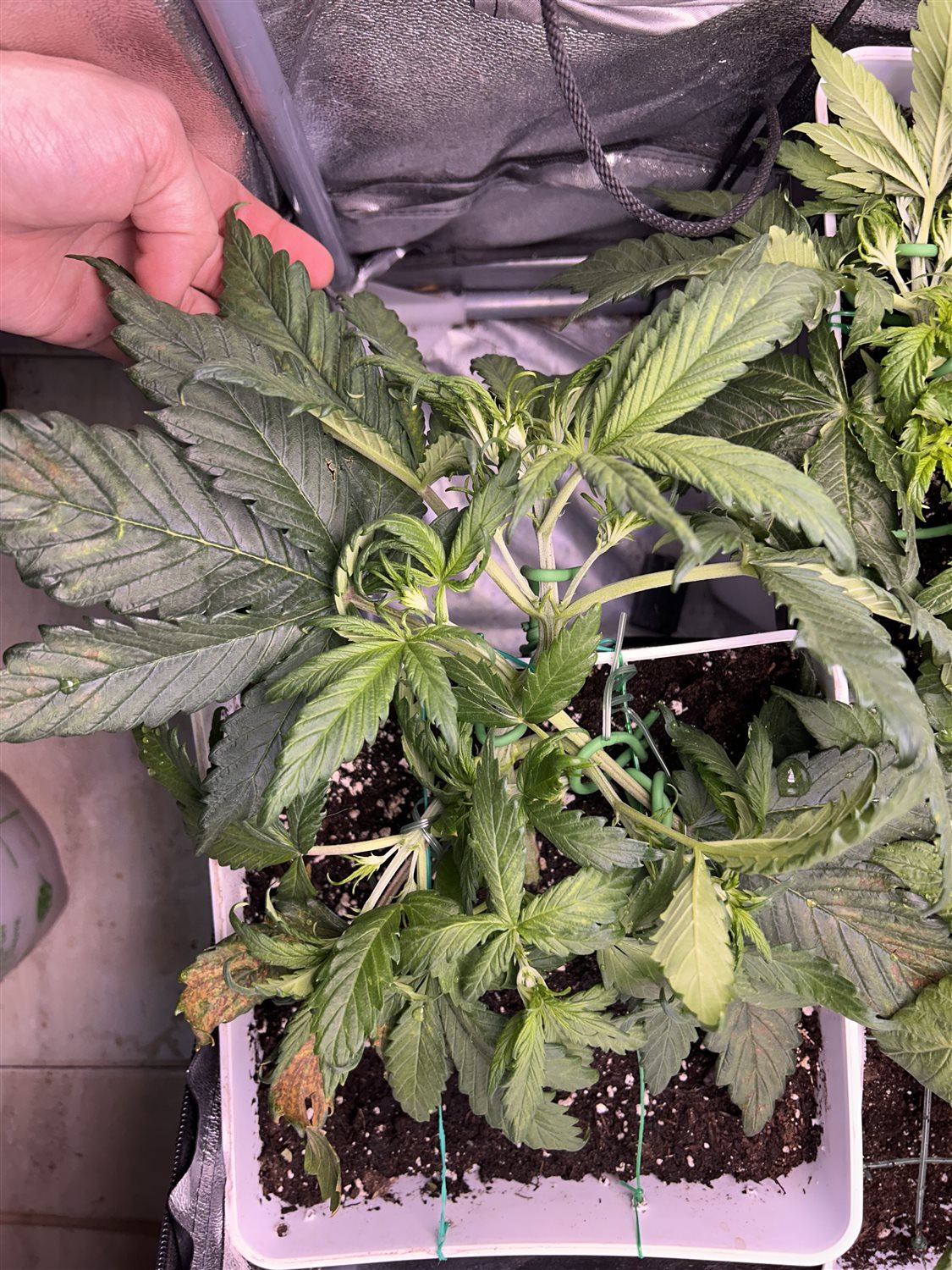 Featured Plant Image