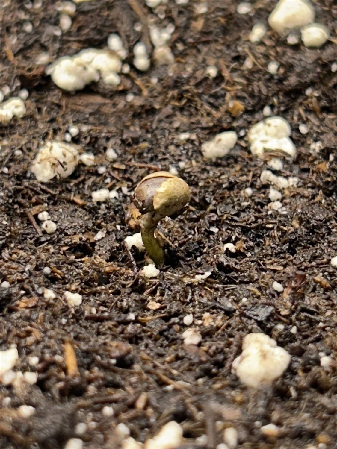 Featured Plant Image