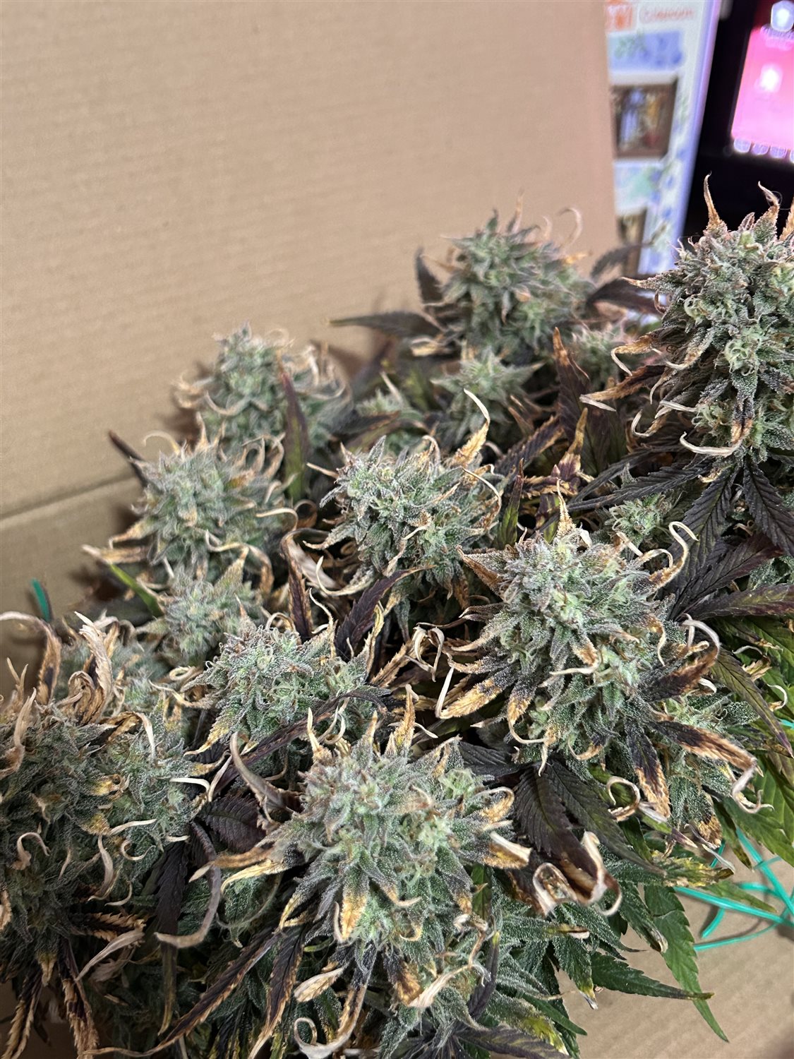 Featured Plant Image