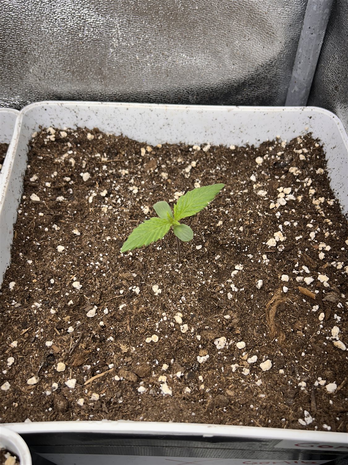 Featured Plant Image