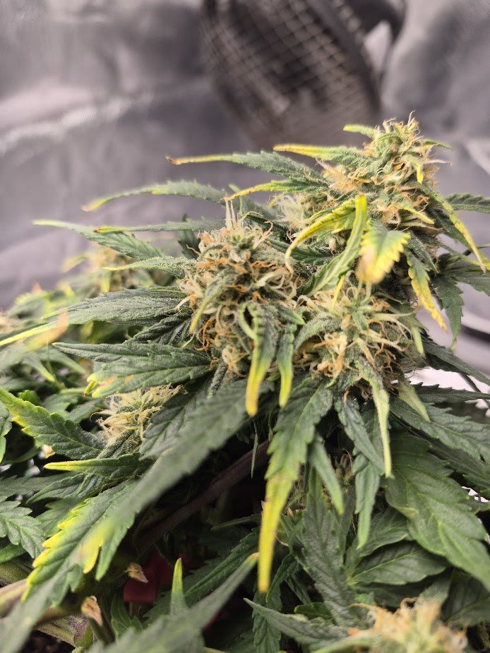 Featured Plant Image