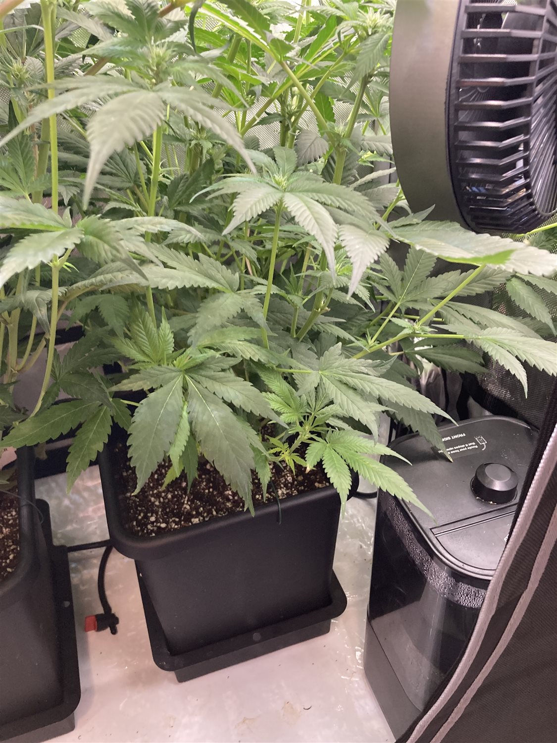 Featured Plant Image