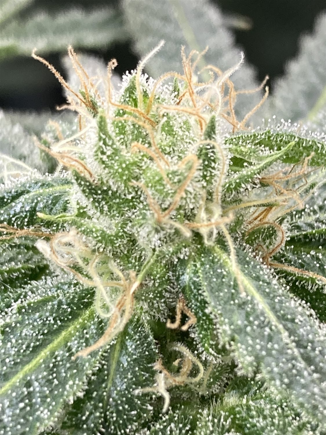 Featured Plant Image