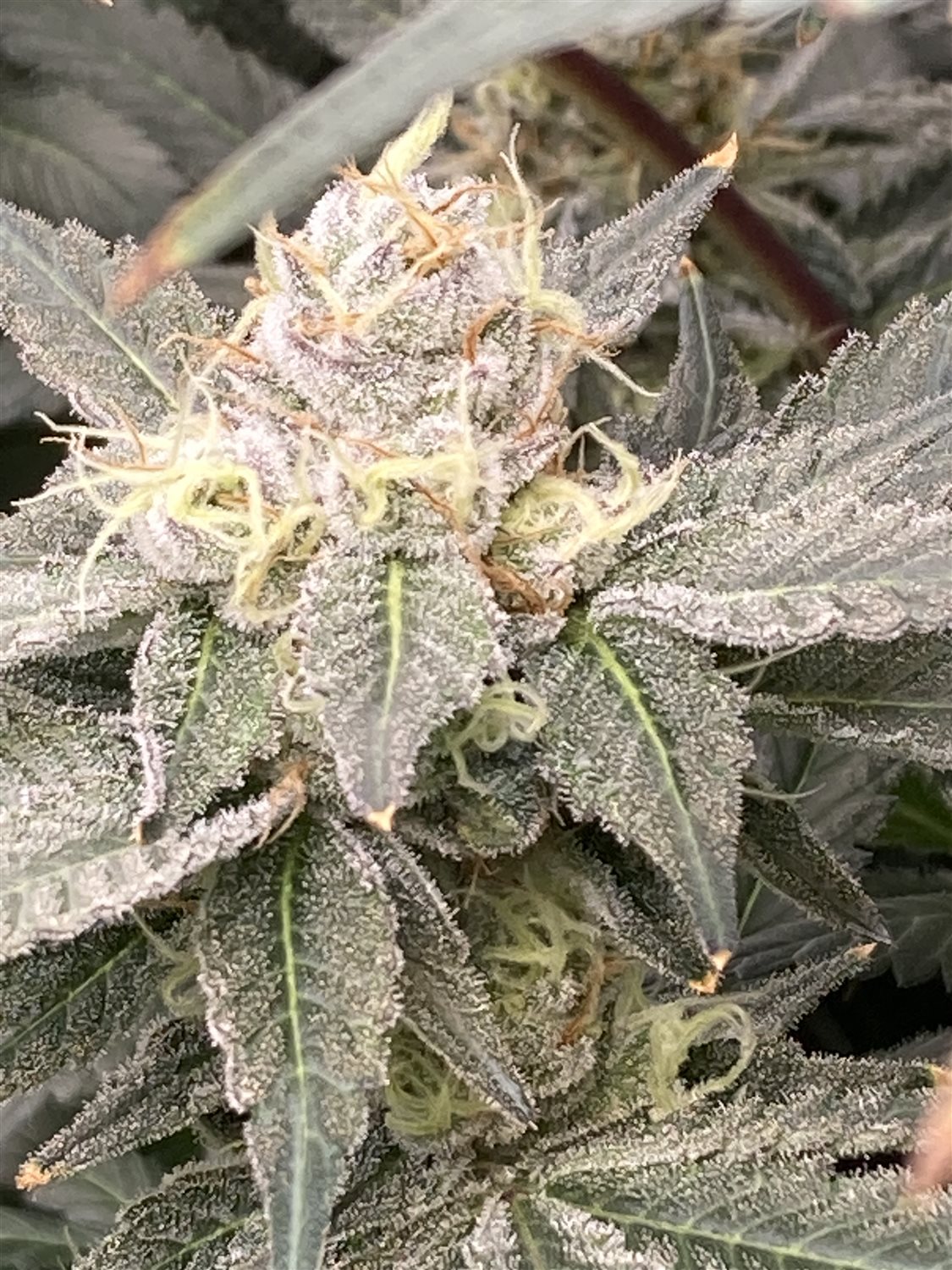 Featured Plant Image