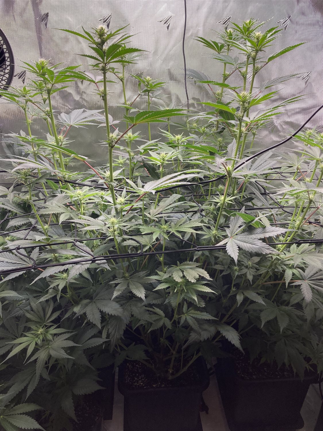 Featured Plant Image