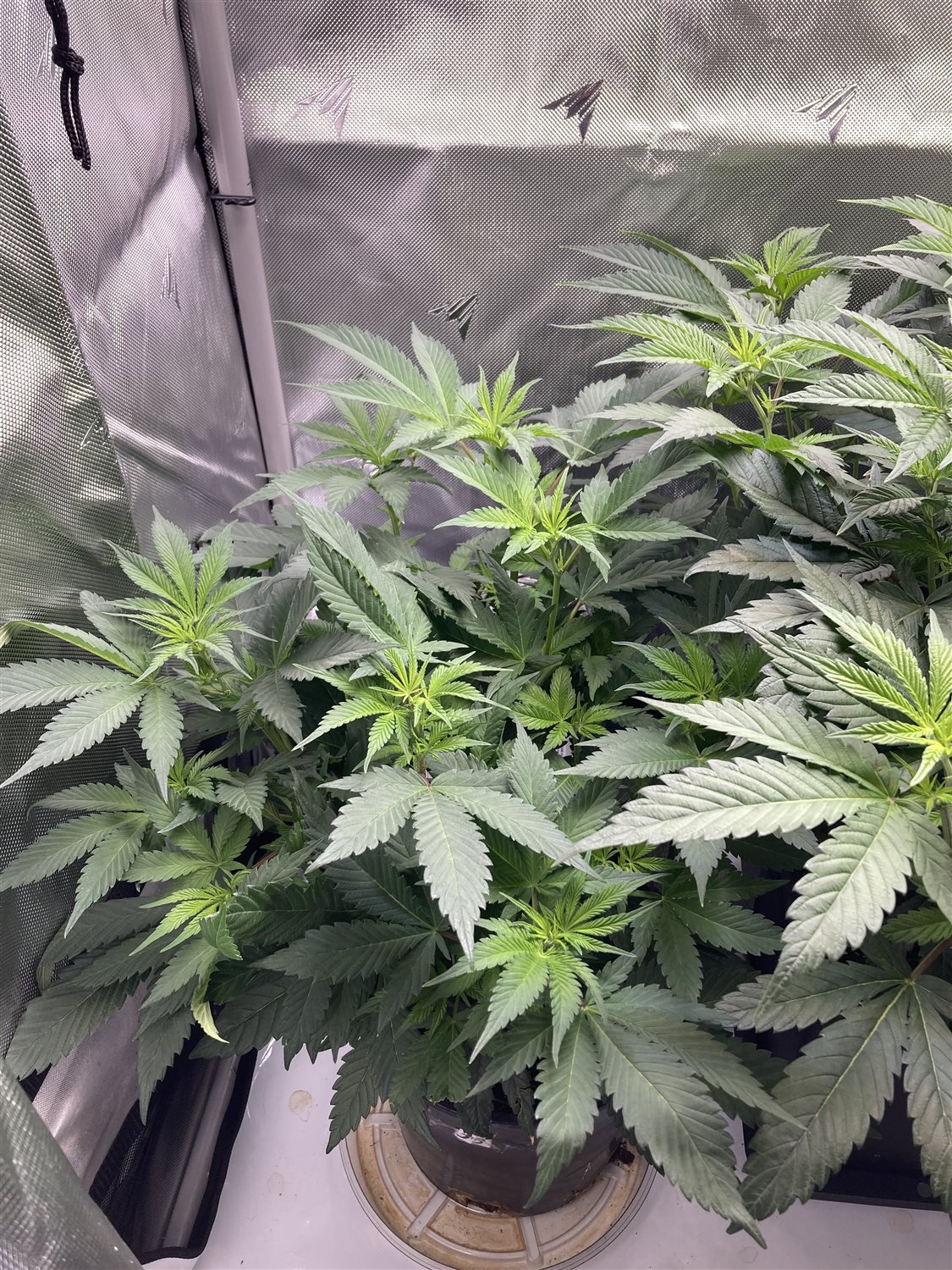 Featured Plant Image