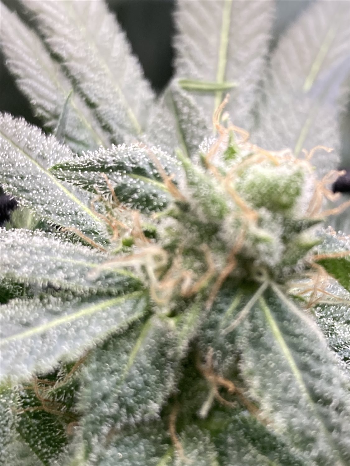 Featured Plant Image