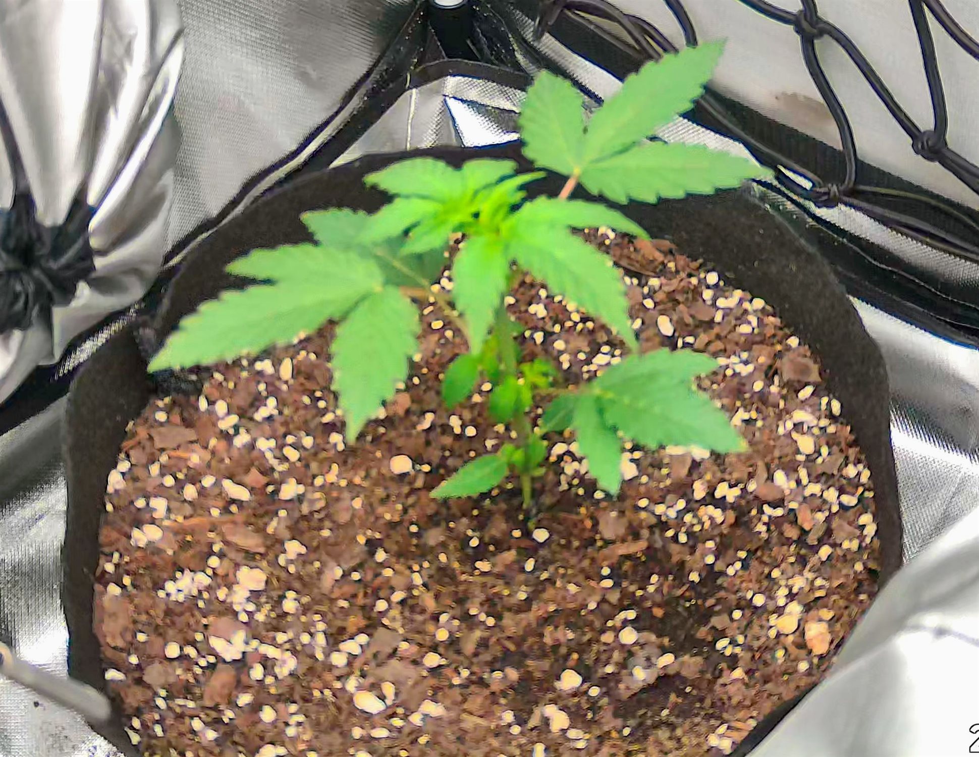 Featured Plant Image