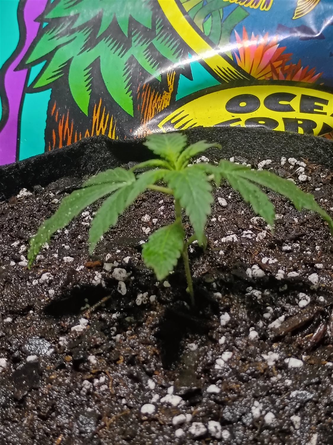 Featured Plant Image