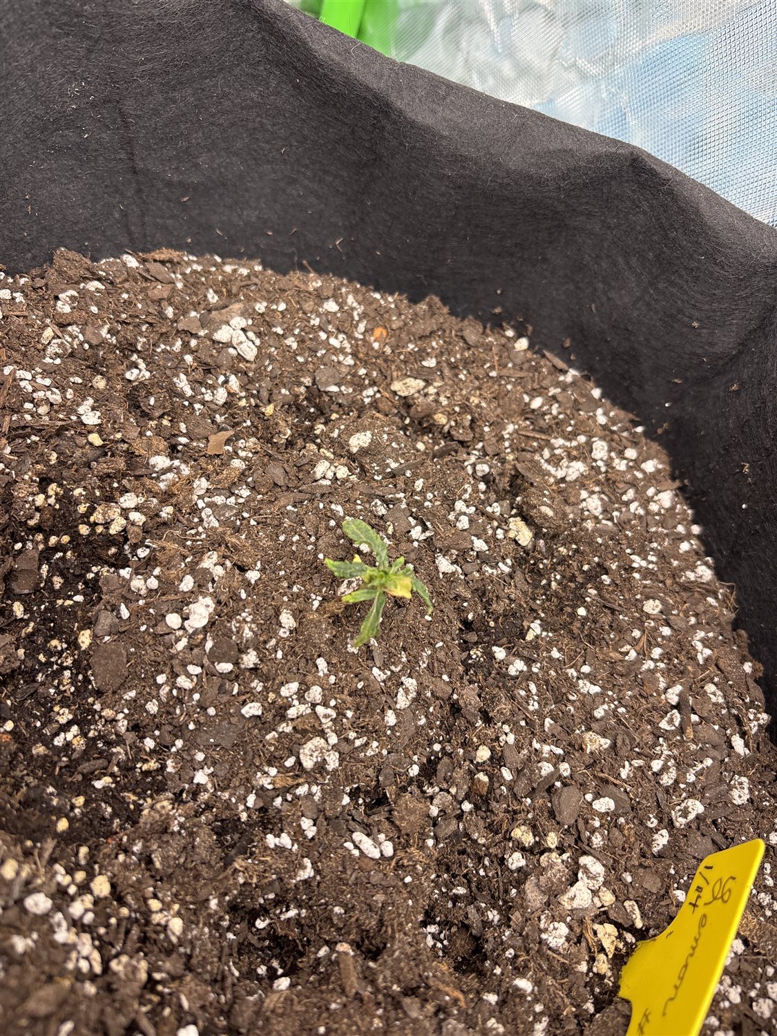 Featured Plant Image