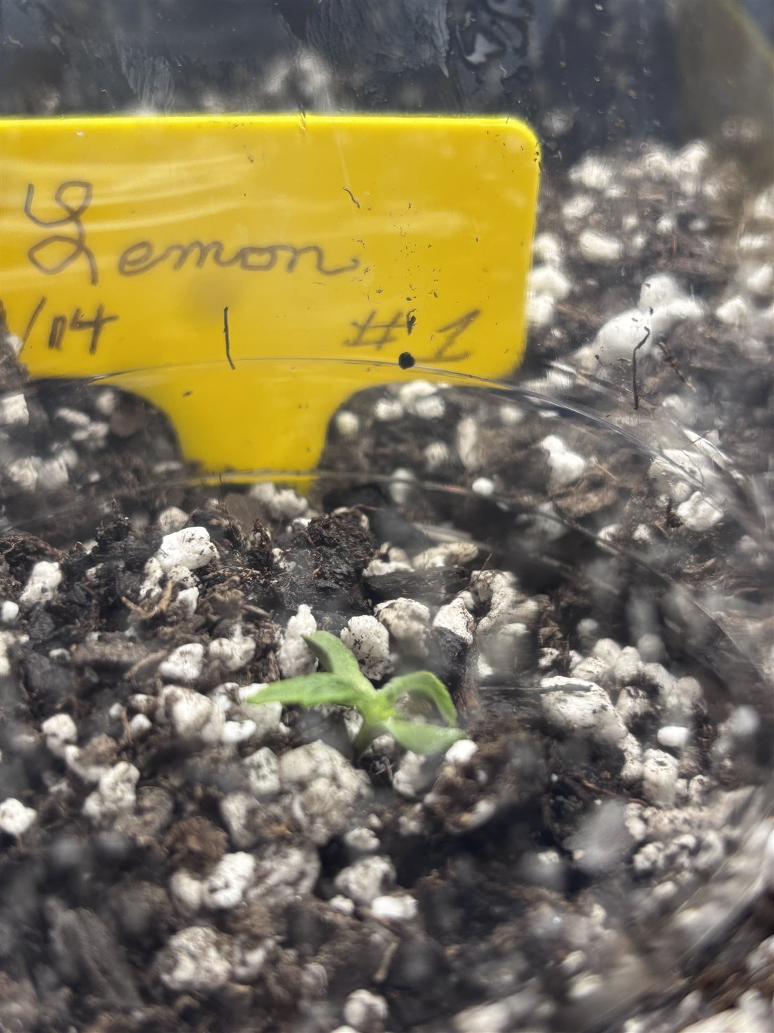 Featured Plant Image