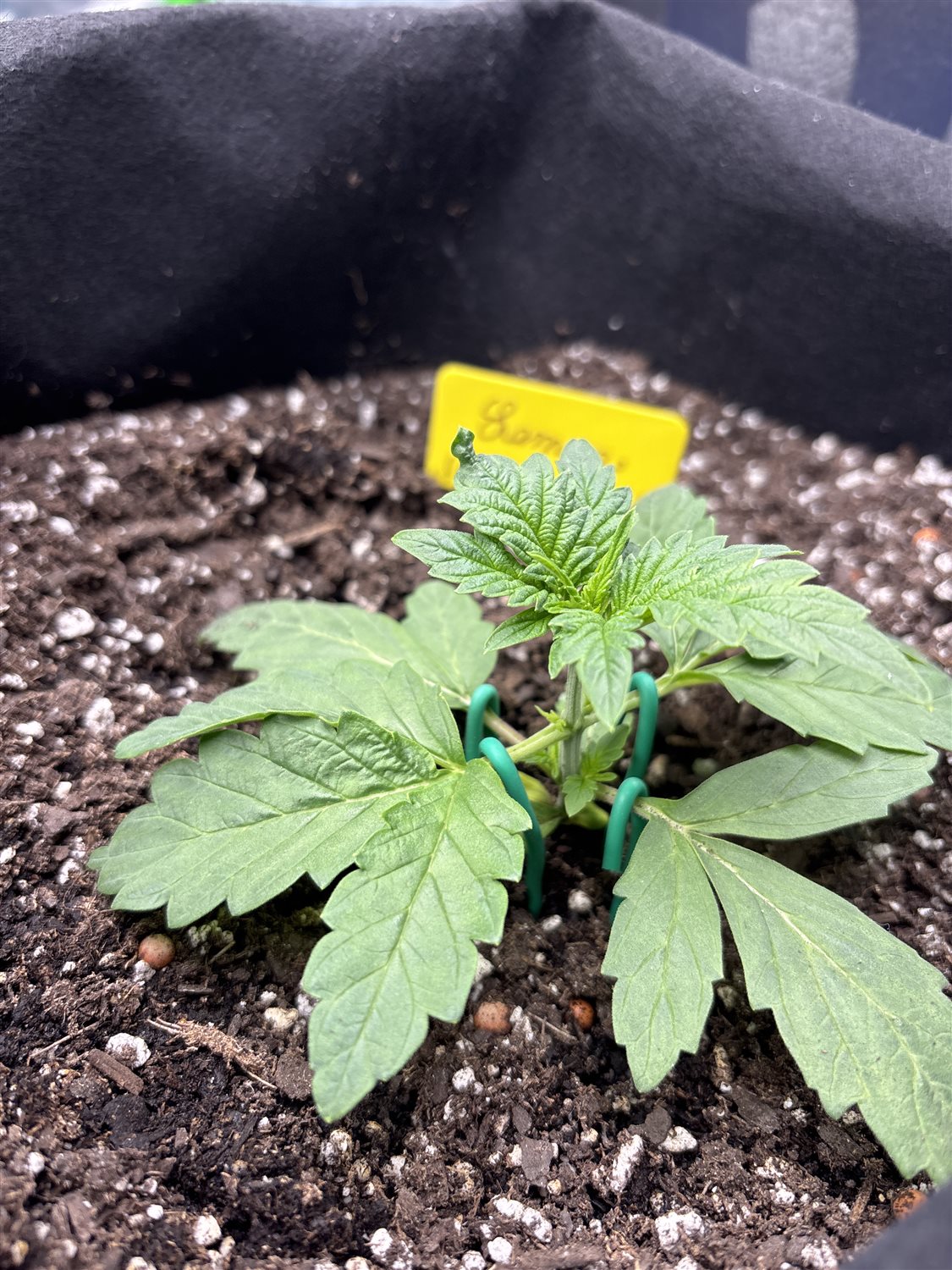 Featured Plant Image