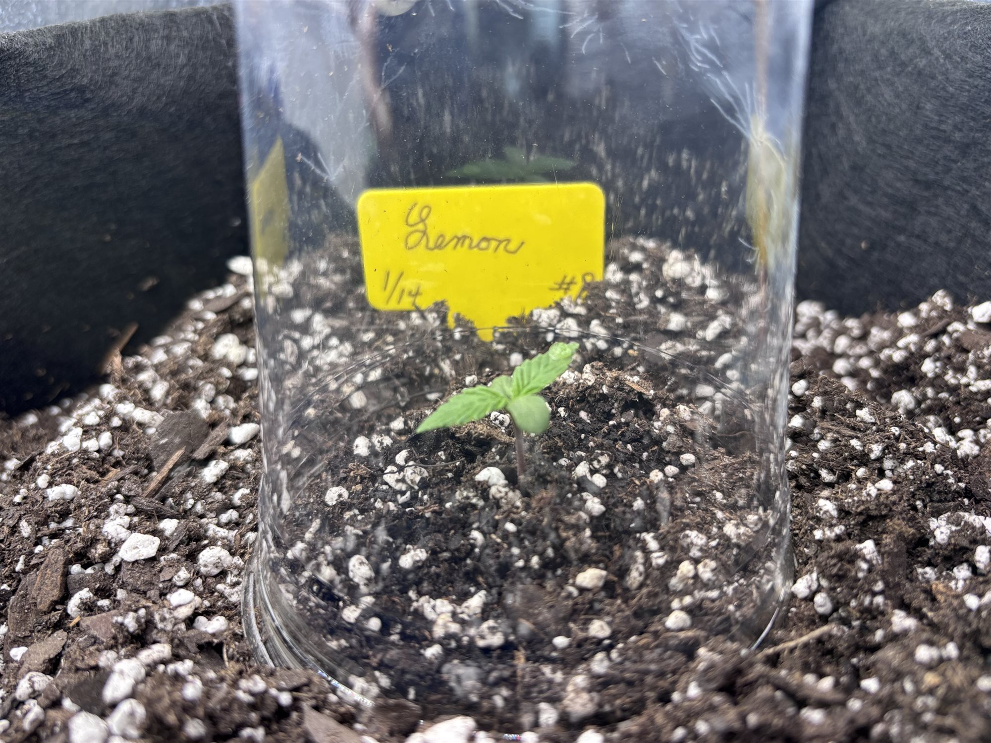 Featured Plant Image