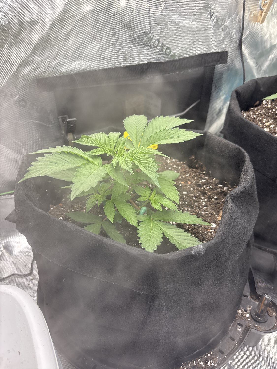 Featured Plant Image