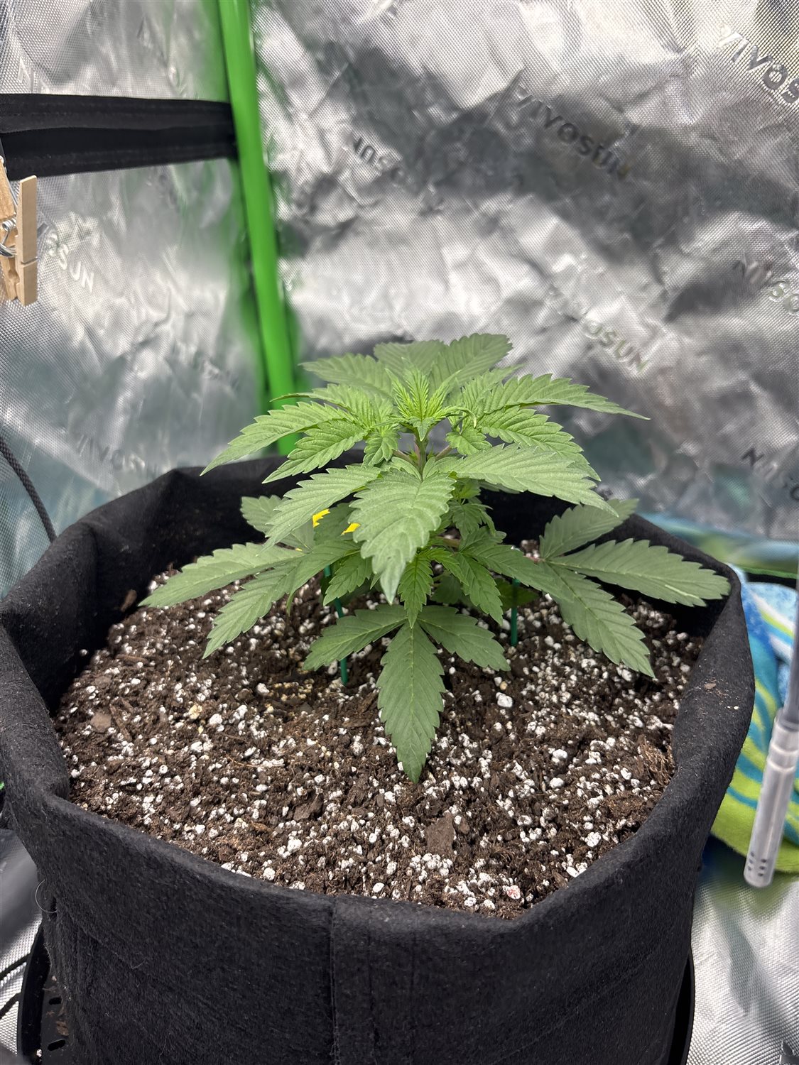 Featured Plant Image