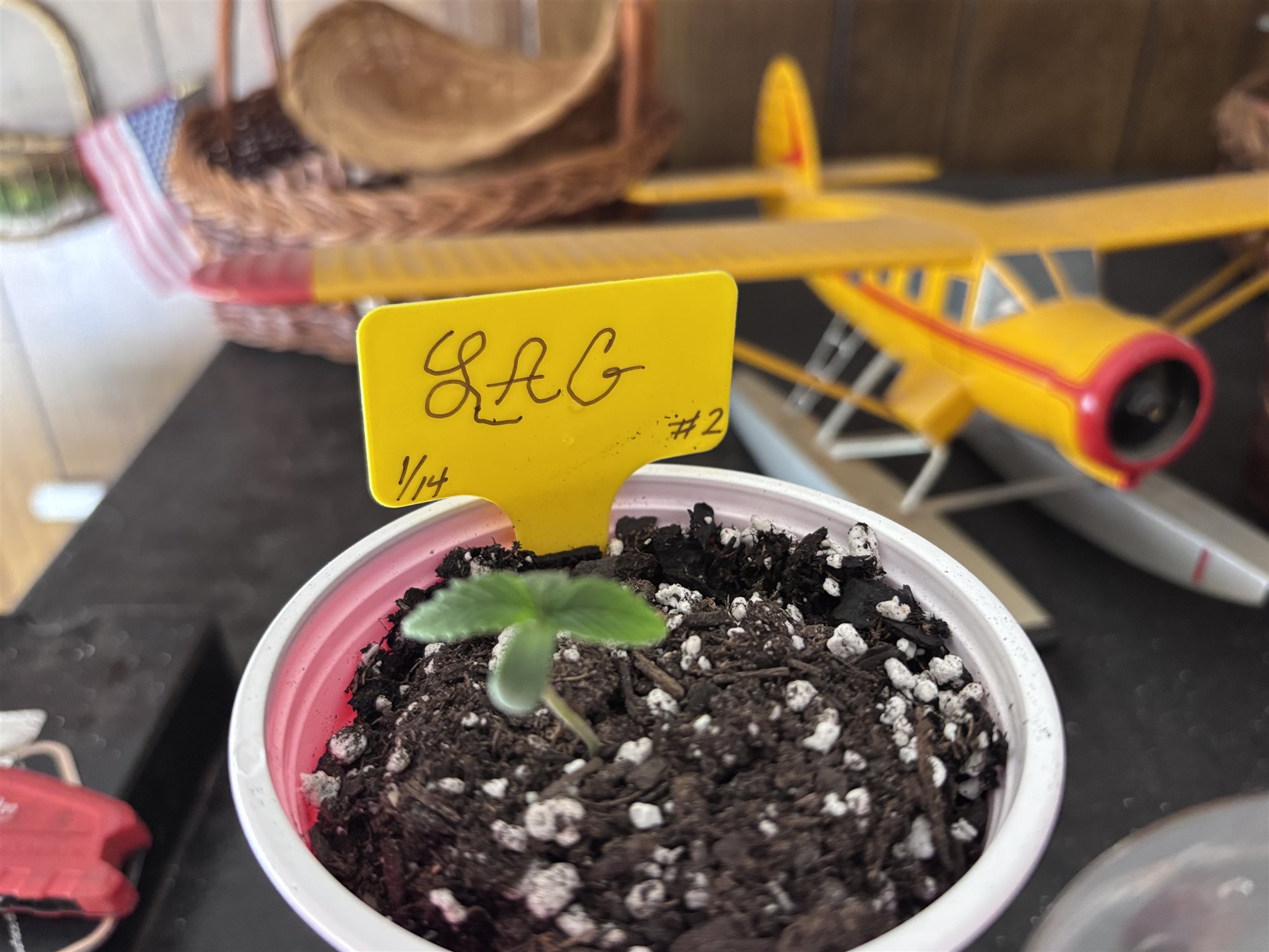 Featured Plant Image