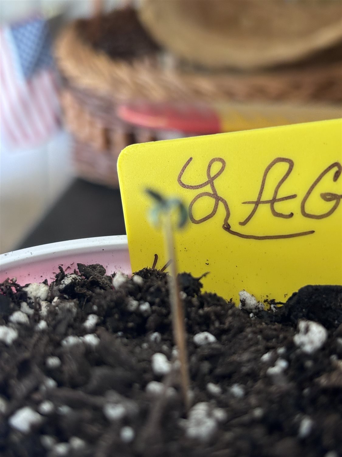 Featured Plant Image