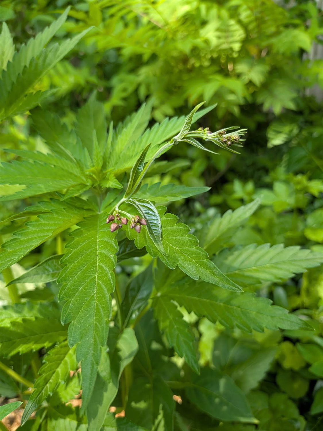 OG Kush fast photoperiod  plant image