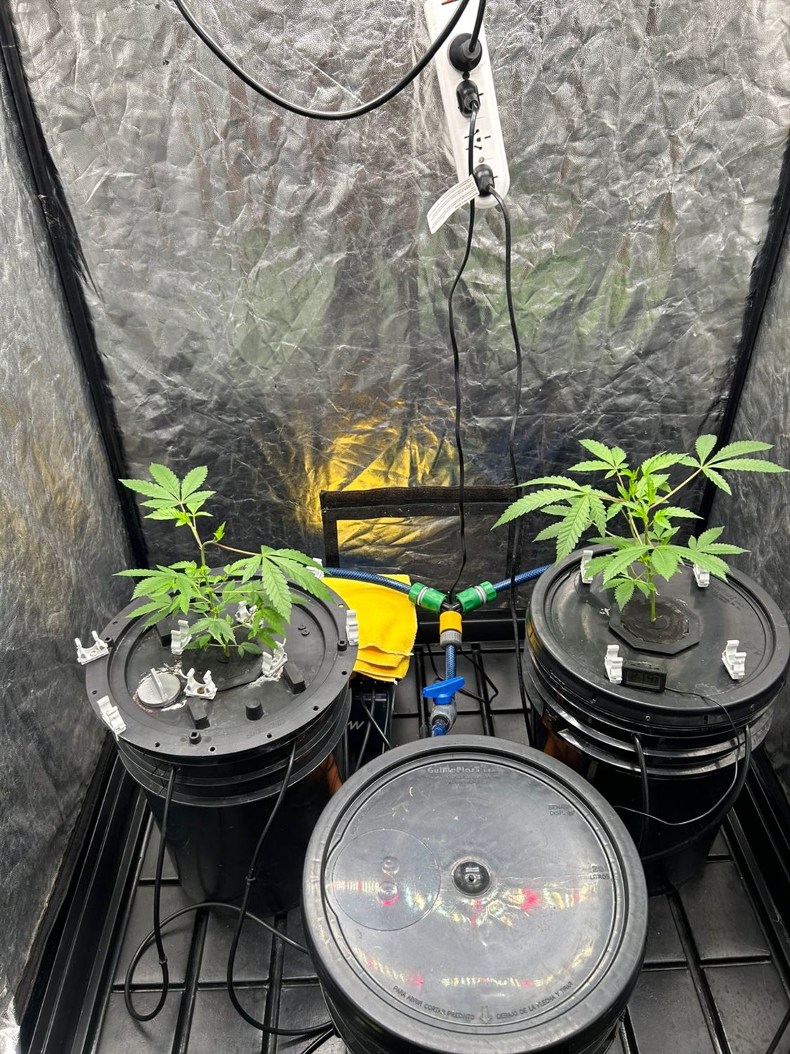 Featured Plant Image