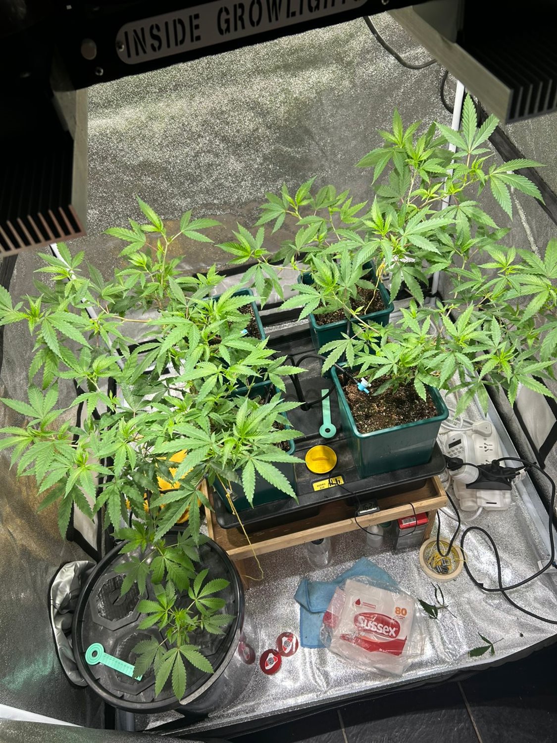 Featured Plant Image