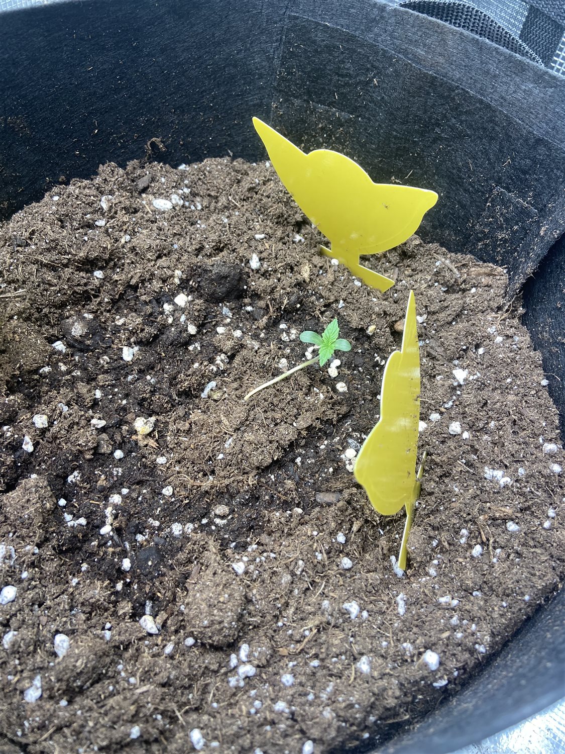 Featured Plant Image