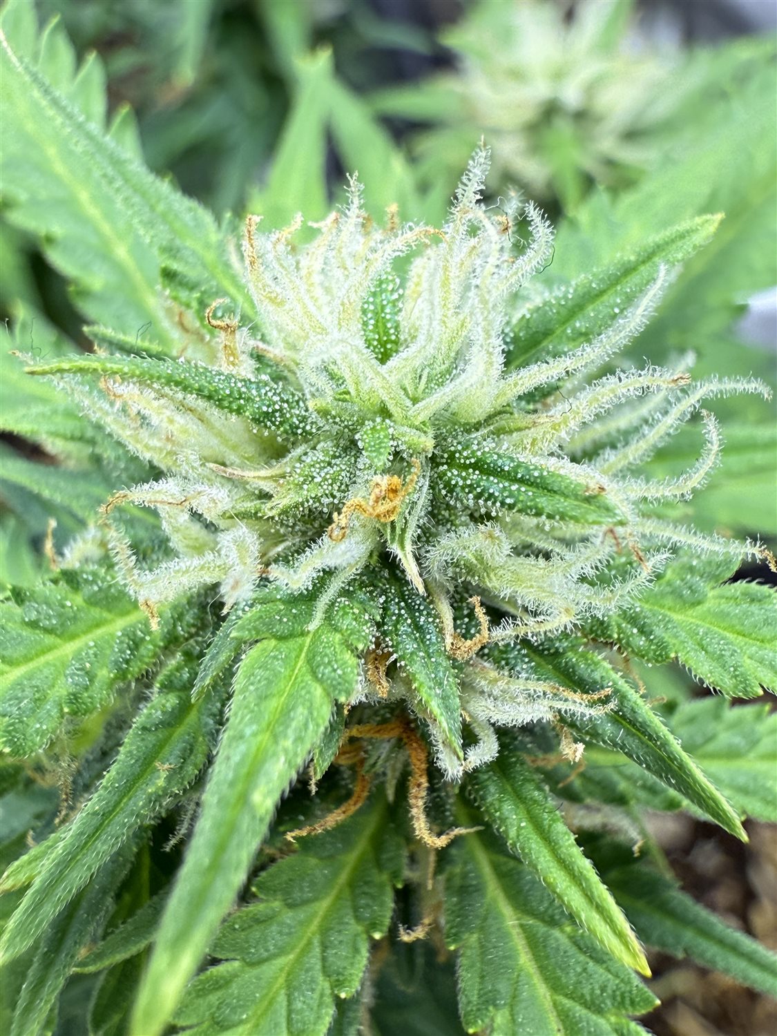 Featured Plant Image