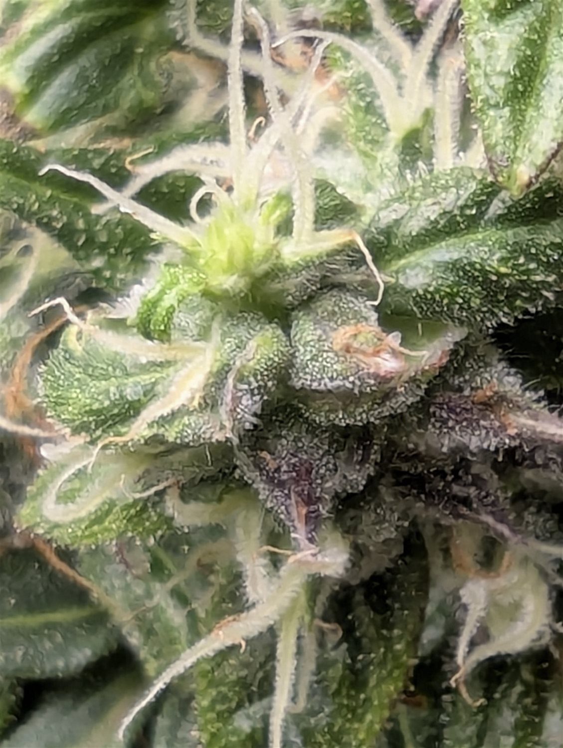 Featured Plant Image