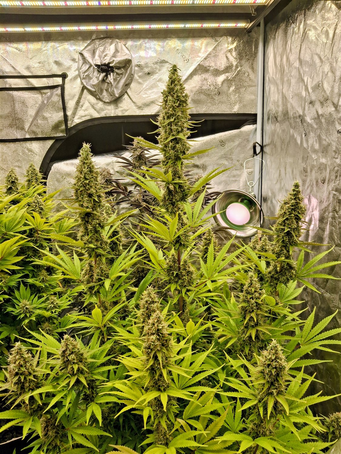 Featured Plant Image