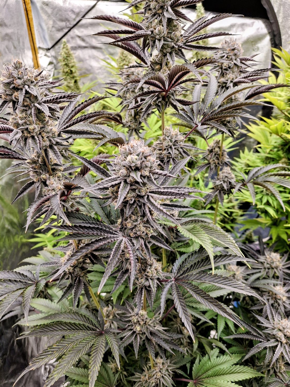 Featured Plant Image