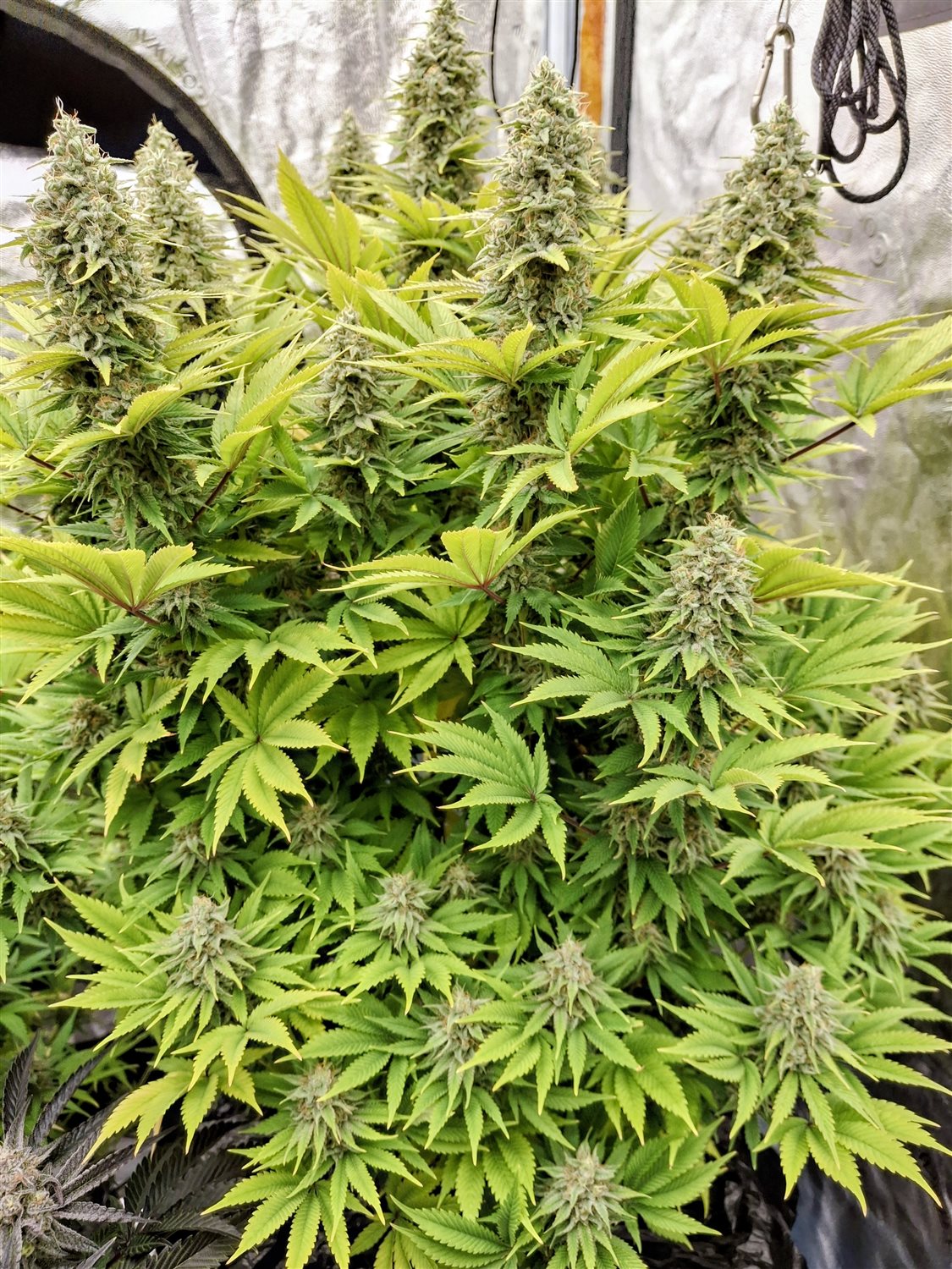 Featured Plant Image