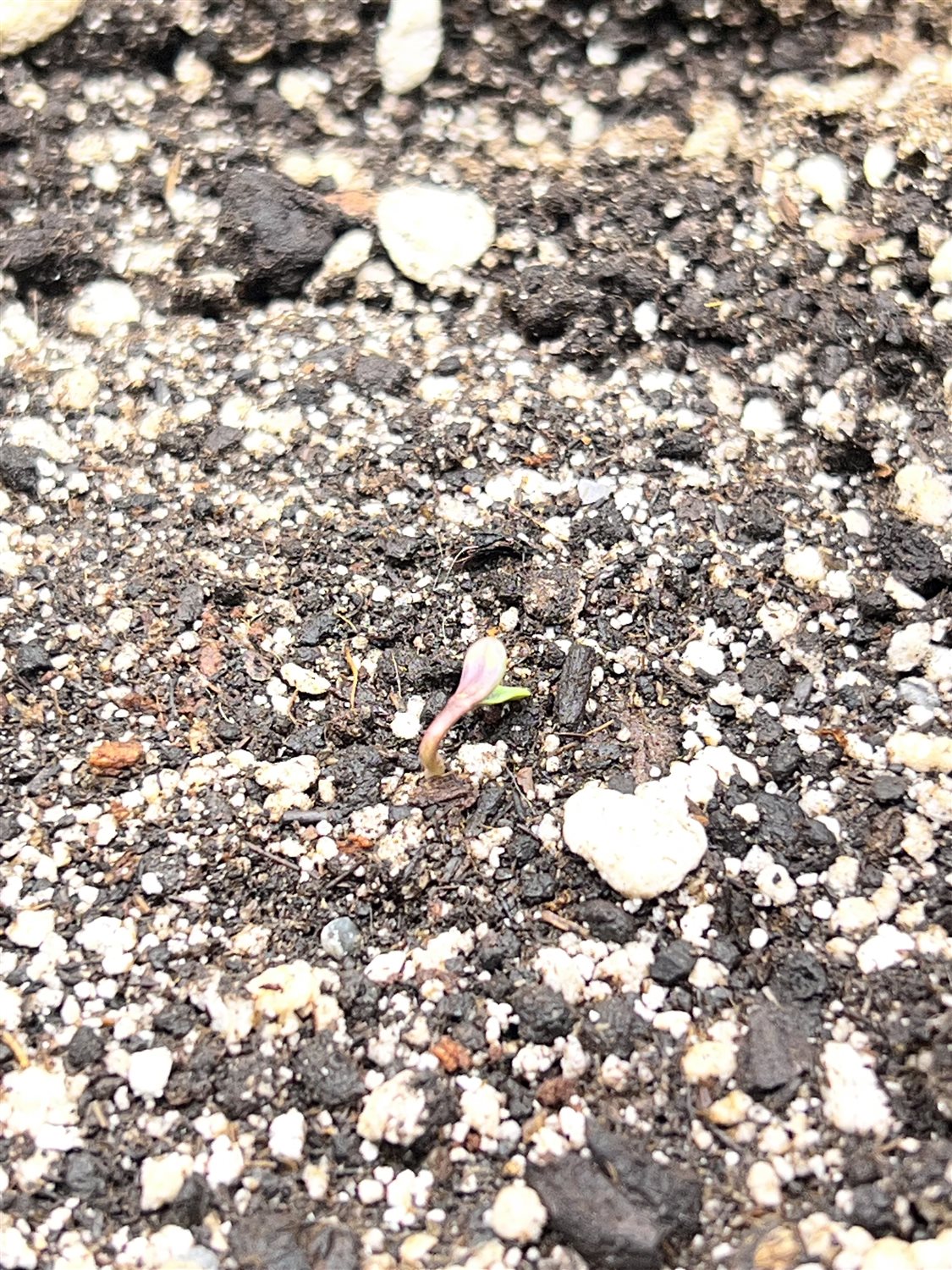 Featured Plant Image