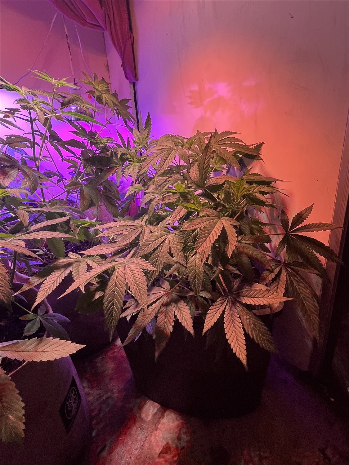 Featured Plant Image