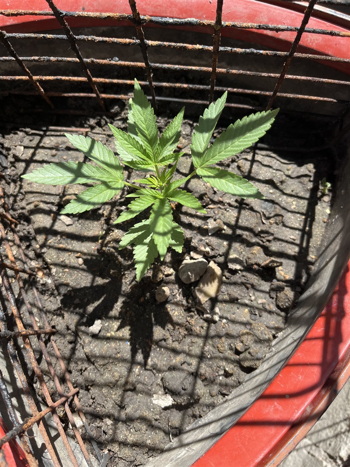 Featured Plant Image