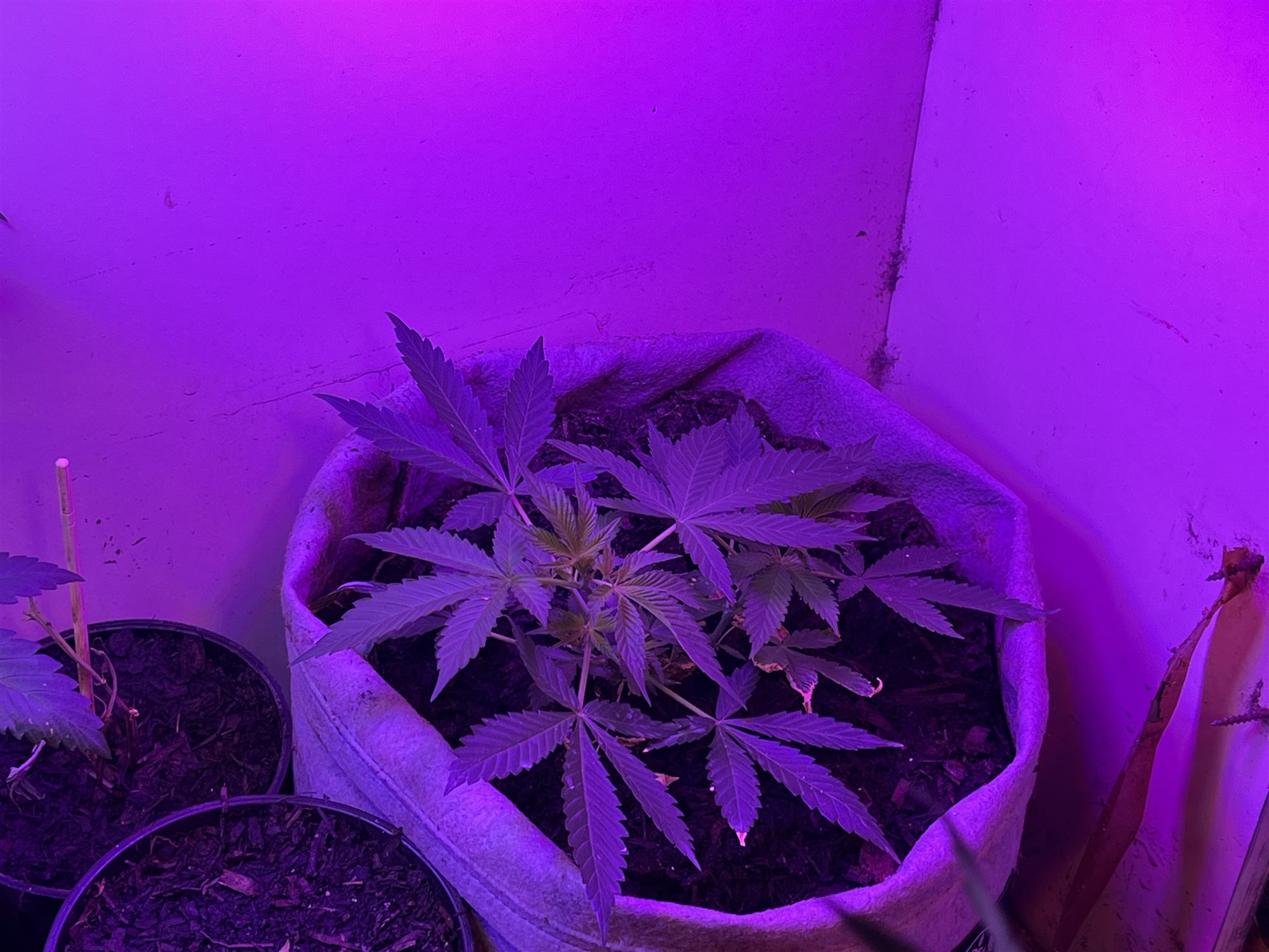 Featured Plant Image