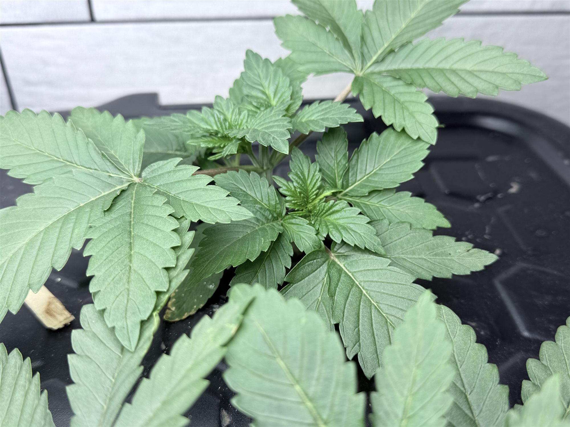 Featured Plant Image