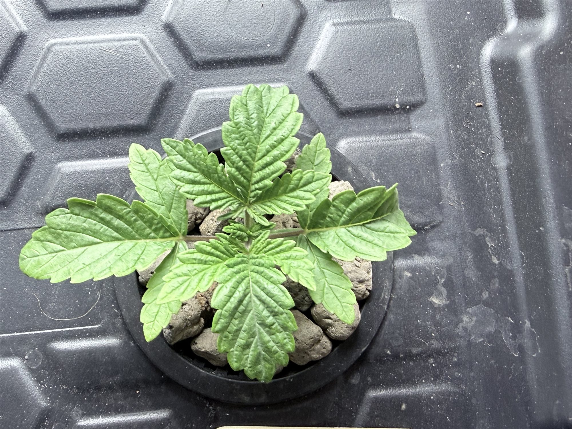 Featured Plant Image