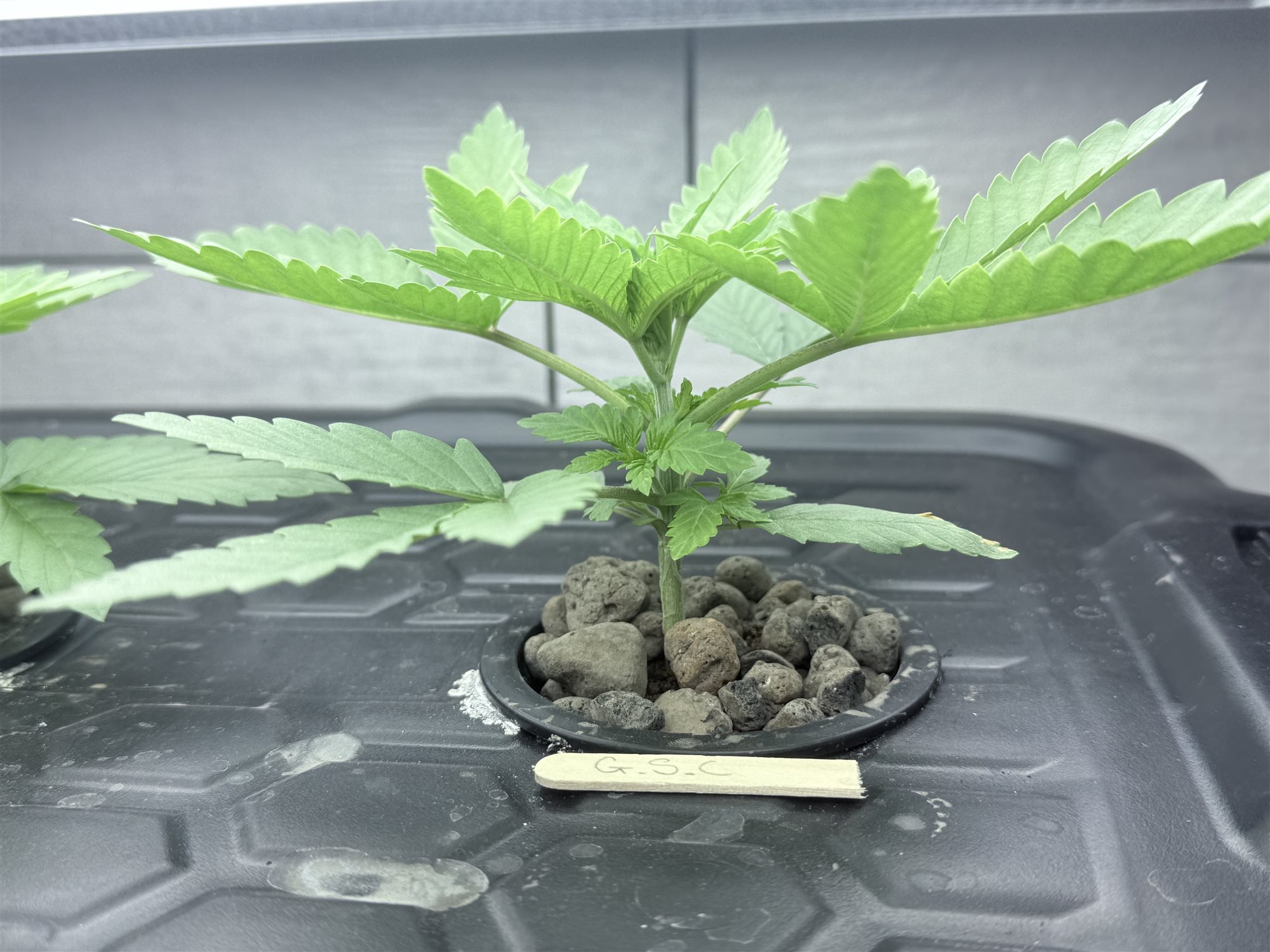 Featured Plant Image