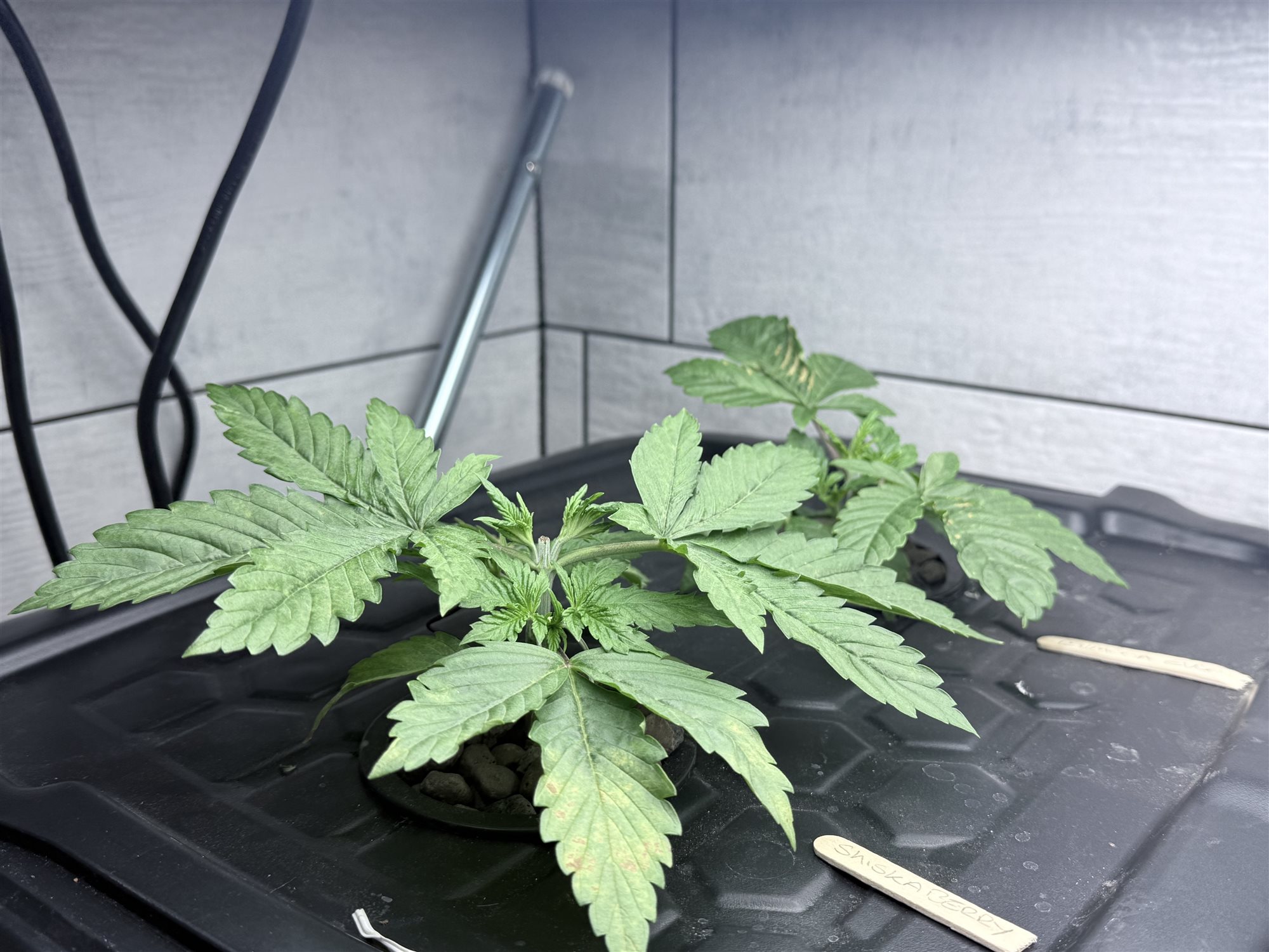 Featured Plant Image