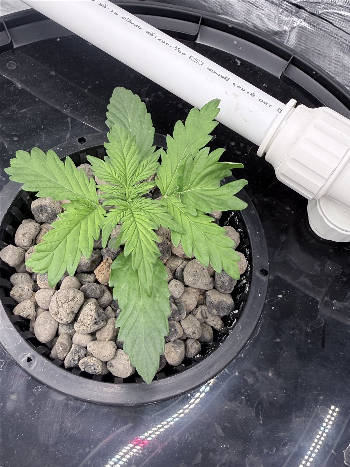 Featured Plant Image