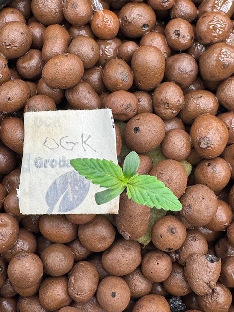 Featured Plant Image