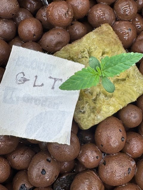 Featured Plant Image