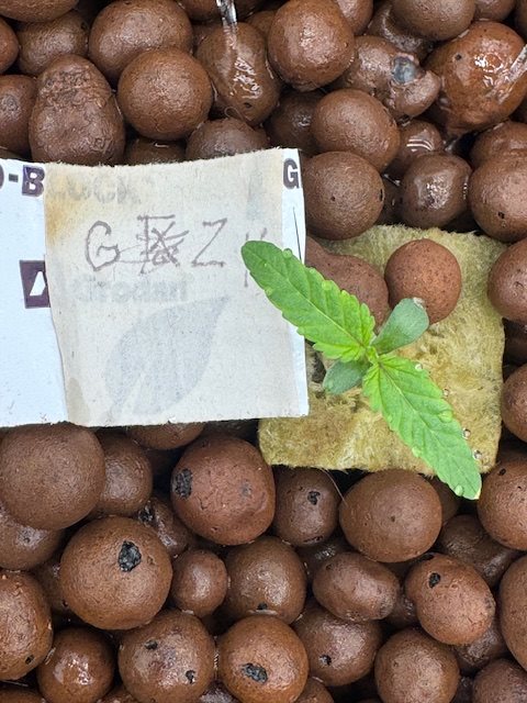 Featured Plant Image