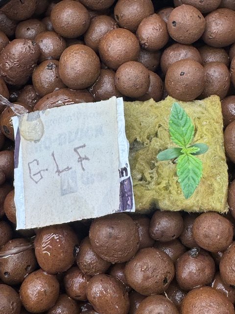 Featured Plant Image