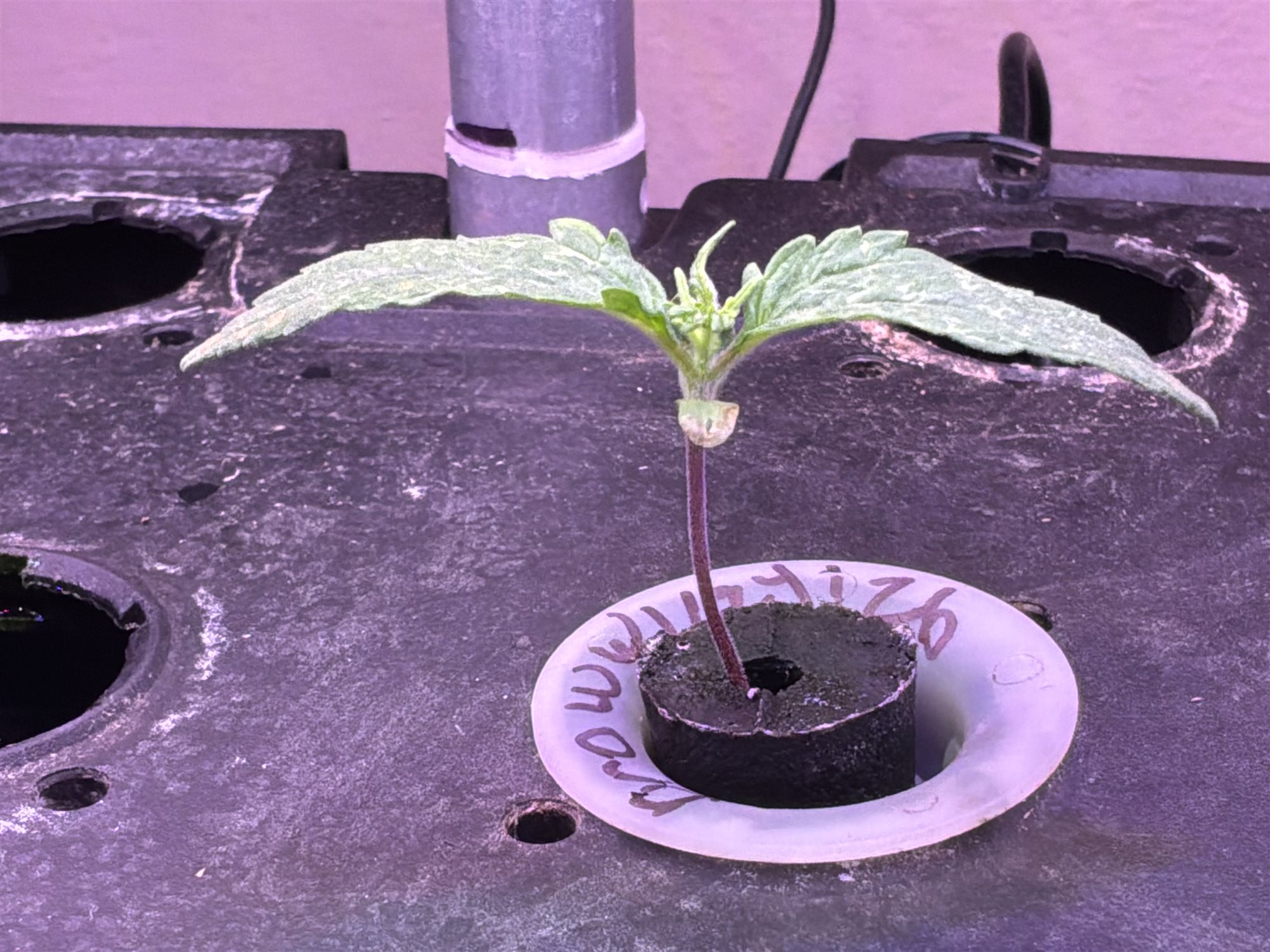 Featured Plant Image