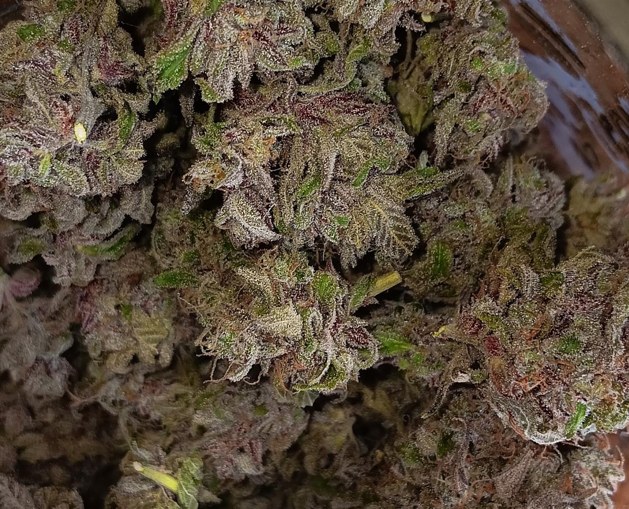 Featured Plant Image