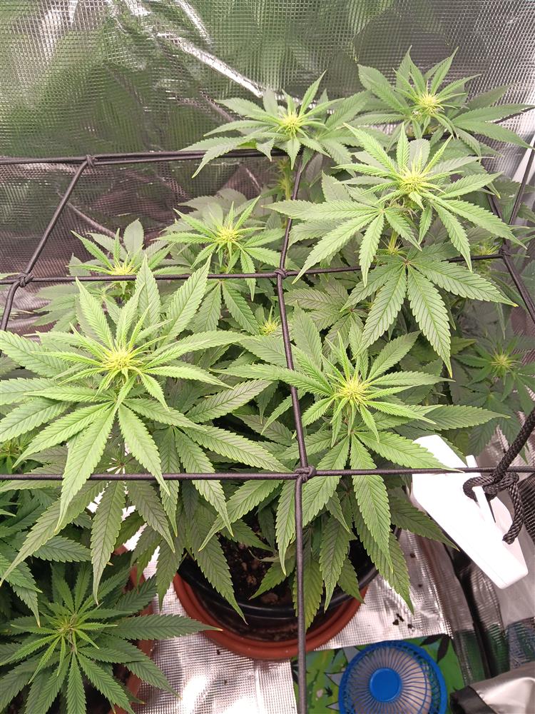 Featured Plant Image